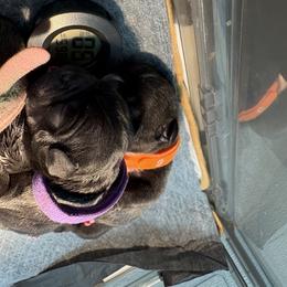 French Bulldog Puppies from Tip Top Bully House