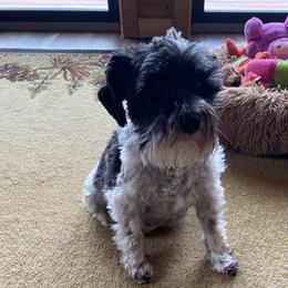 Opal - Miniature Schnauzer