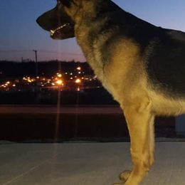 German Shepherds from Wildfire German Shepherds