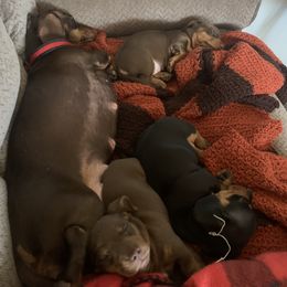 Dachshund Puppies from Howard's Hillside Farms
