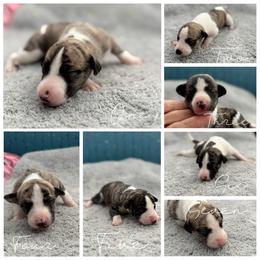 Girl 1 - Black brindle female Whippet puppy in Shelbyville, Kentucky from Merrithought Whippets