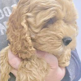 Gala - Golden female Cockapoo puppy in Conklin, Michigan from Lake Michigan Couture Cavapoos & Cockapoos