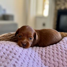 Purple - Red  female Goldendoodle puppy in Eagle Mountain, Utah from Meadow Ranch Pups