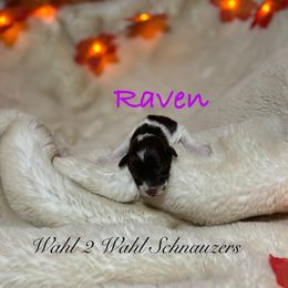 Raven - Parti female Miniature Schnauzer puppy in Littleton, Colorado from Wahl 2 Wahl Schnauzers