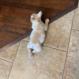 French Bulldog Puppies from Holly Womer