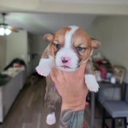 Bruno - Sable and white male American Corgi puppy in Tallahassee, Florida from Koko's Korgis