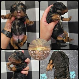 Darth Maul - Merle male Bernedoodle puppy in Payson, Utah from All Around Royalty & Royal Whisper Companions