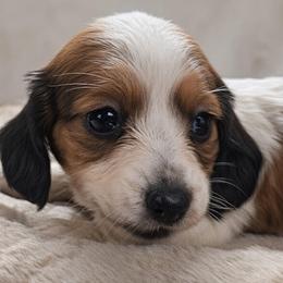 Tan - Piebald female Dachshund puppy in Ridge, New York from Tracy's Puppy Club
