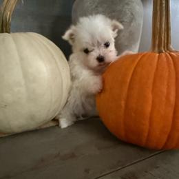 Lola - White female Maltese puppy in Asheville, North Carolina from TCBs Glowing Maltese