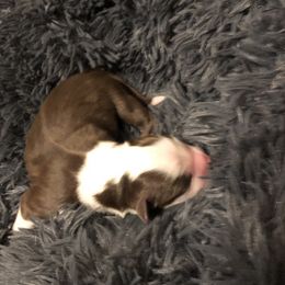 Aussiedoodle and Australian Shepherd Puppies from The Regal Puppy