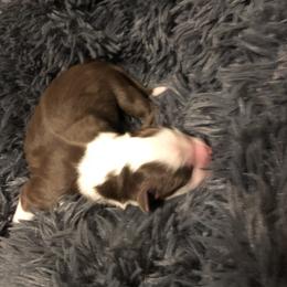 Aussiedoodle and Australian Shepherd Puppies from The Regal Puppy