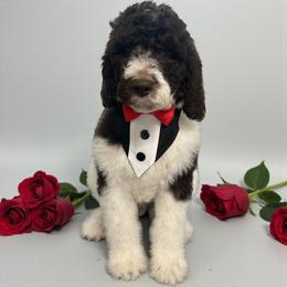 Quinn - Parti male Goldendoodle puppy in Prosperity, Pennsylvania from Stelladoodles & Company