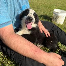 Mr Freckle-Nose the II - Black & white male Australian Shepherd puppy in Four Oaks, North Carolina from RoseWest Farms