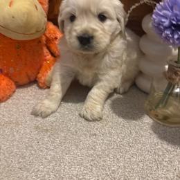 Amelia - Light golden female Golden Retriever puppy in Grant County, Indiana from On The Sunny Side Pavey Farms