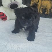 Lionel - Black and white male Shichon puppy in Norfolk, Virginia from Reynolds family