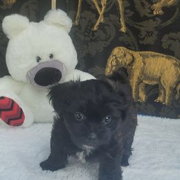 Lionel - Black and white male Shichon puppy in Norfolk, Virginia from Reynolds family