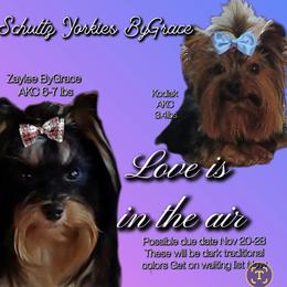 Yorkshire Terrier puppies from Schultz Yorkies byGrace