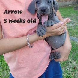 Arrow - Blue Male - Blue male Weimaraner puppy in Kingwood, Texas from Desert Rose Weimaraners