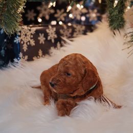 Goldendoodle Puppies from Redhead Doodle Co