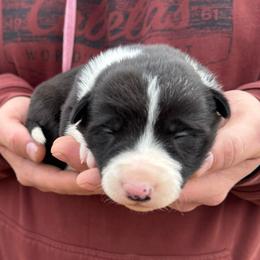 Adel - Black and white female Border Collie puppy in Chattanooga, Tennessee from Ross Vegas Kennels