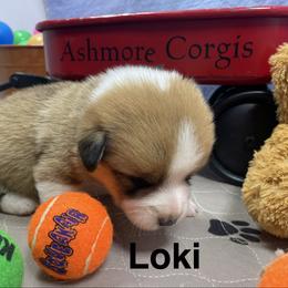 Loki - Sable male Pembroke Welsh Corgi puppy in Apison, Tennessee from Ashmore Corgis