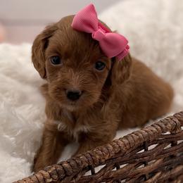 Willow - Red  female Goldendoodle puppy in Kansas City, Kansas from Bella & Ivy’s Mini Goldendoodles of KC