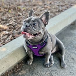 Dosia - French Bulldog