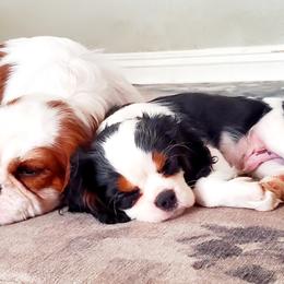Cavalier King Charles Spaniels from McKenna Cavaliers in Southern California