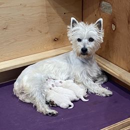 West Highland White Terrier puppies from Ravens Nest Westies