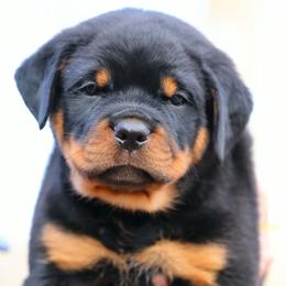 Blue - Black and mahogany male Rottweiler puppy in Bowling Green, Kentucky from Vom Bruderhof Rottweilers
