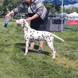 Guinness  - Dalmatian