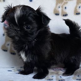 Shih Tzu Puppies from Ling Lings’ Shih Tzu