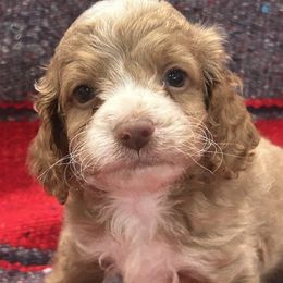Jake - Red and white male Cockapoo puppy in Winnsboro, Texas from Happy Hollow Ranch