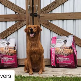 Reba - Golden Retriever