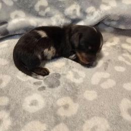 Arrow - Dapple male Dachshund puppy in Tonopah, Arizona from Desert Diamond Dachshunds