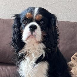 Briley - Cavalier King Charles Spaniel