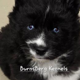 Kisses - Black and white female Siberian Husky puppy in East Tawas, Michigan from BurnsBerg's Woolies