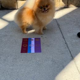 Winston - Orange male Pomeranian puppy in Ector, Texas from BB Pomeranians
