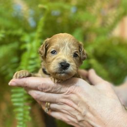 Male puppy 1 - Apricot male Schnoodle puppy in Fredericksburg, Virginia from Growing Puppies