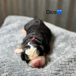 Dice - Tri-color male Bernedoodle puppy in El Campo, Texas from Little Fur Friends Bernedoodles