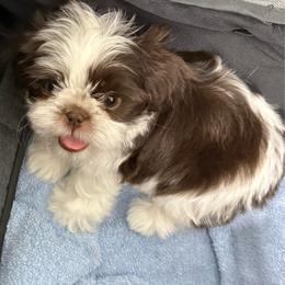Dasie - Liver and white female Shih Tzu puppy in Hanford, California from MeMaw Shih Tzus