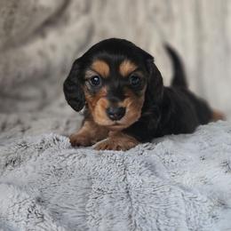 Juniper - Black and tan male Dachshund puppy in Pasco, Washington from Loyal Lil Dachshunds