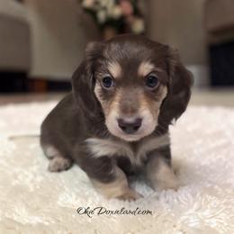 Cowboy - Chocolate and cream male Dachshund puppy in Oklahoma City, Oklahoma from OkieDoxieland Dachshunds