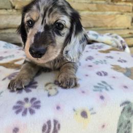 Dachshund Puppies from Pure Joy Dachshunds