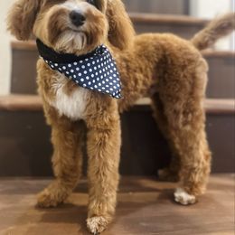 Maverick - Goldendoodle