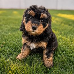 Sadie - Brown female Bernedoodle puppy in Gilbert, Arizona from Gilbert Bernedoodles & Whoodles