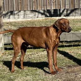 Drake - Rhodesian Ridgeback