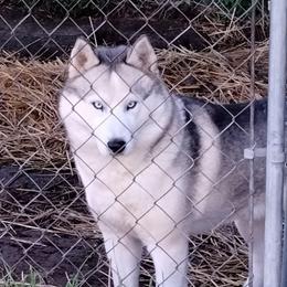 Alop - Gray and white male Siberian Husky puppy in Heppner, Oregon from Yuki Ookami Show Kennel