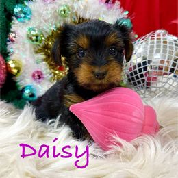 Daisy - Black and tan female Yorkshire Terrier puppy in Fairview, West Virginia from Prims Puppies LLC