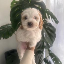 Female 2 - Buff and white female Cockapoo puppy in Sacramento County, California from Sac-Town Poodles and Doodles